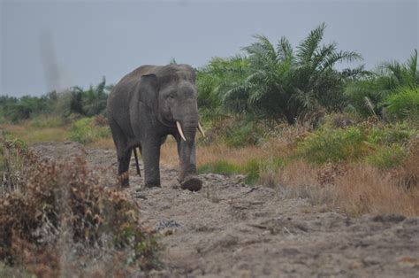 Gajah Sumatera Terancam Terfragmentasi | HaKI