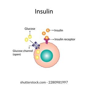 Insulin Mechanism Action Regulates Glucose Metabolism Stock Vector