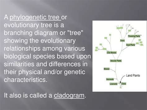 Ppt Phylogenetic Tree Powerpoint Presentation Free Download Id2506501