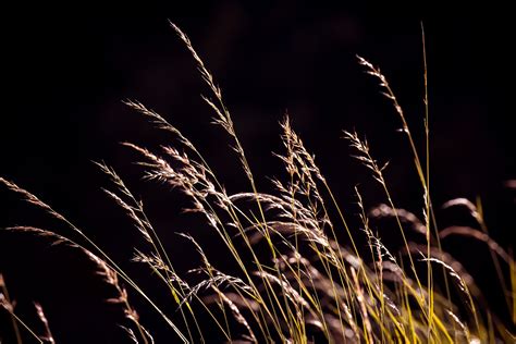 Free Images Nature Branch Light Plant Sky Night Meadow