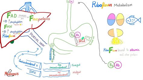 Vitamin B2 Riboflavin As An Enzyme Cofactor Diet And Nutrition