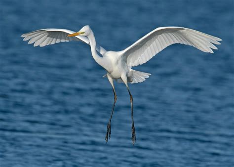 close  photography   white egret  stock photo