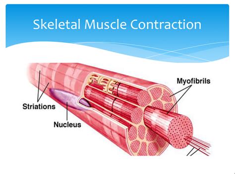 S.D.S.-Troopers: Skeletal Muscle Contraction