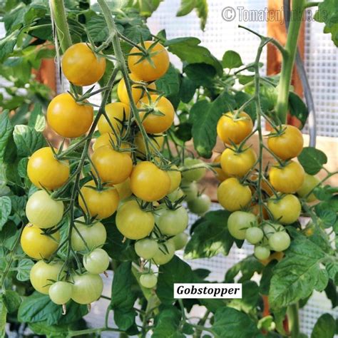 Gobstopper • Saatgut