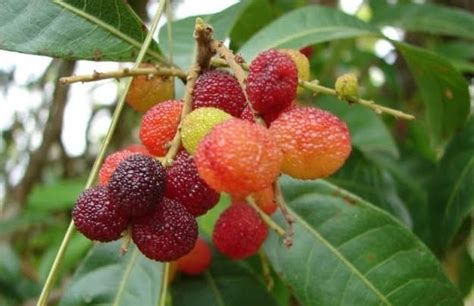 Taste of Nepal: Kaaphal or Kafal Fruit - काफल - (Bay-Berry)