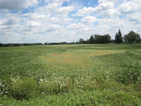 Soybean School: Taking a Bite Out of Spider Mites - RealAgriculture
