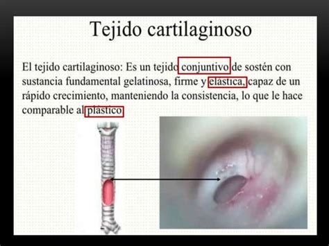 Sistema Oseo O Esqueletal Pptx