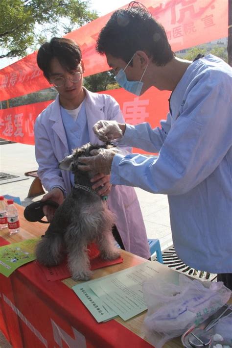 倡導文明養犬 使狂犬病成為歷史 每日頭條