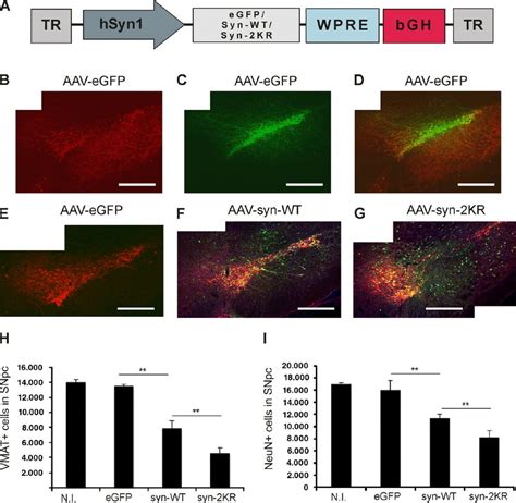 Reduced sumoylation exacerbates α synuclein neurotoxicity in vivo A