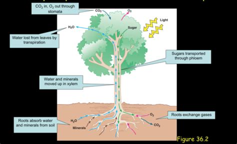 Ch Resource Acquisition Transport In Vascular Plants Test