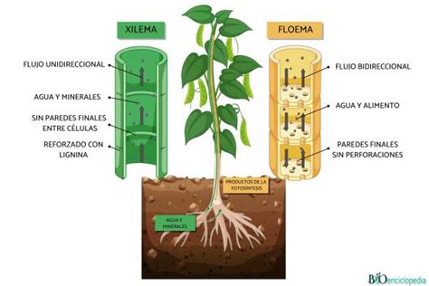 Xilema qué es dónde está y funciones Resumen para estudiar