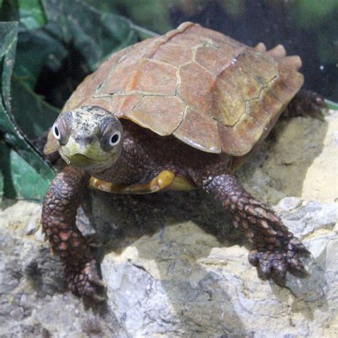 Black-Breasted Leaf Turtle | Tulsa Zoo