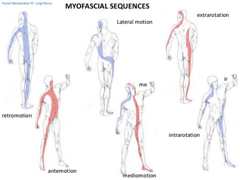 Fascial Manipulation Stecco Method — Mat Dimond