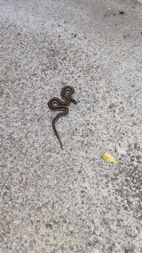 Short Tail Alpine Garter Snake From San Mateo Xoloc M X M Xico On