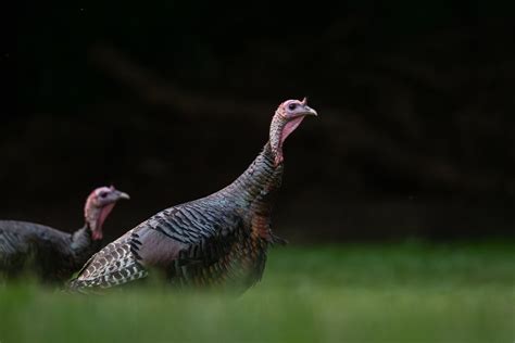 Wild Turkeys | Sean Crane Photography