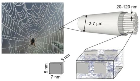 Spider silk offers unique acoustic properties - Inavate