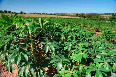 Paraná lidera produção de mandioca industrial Revista Cultivar