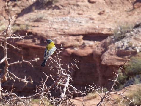 Aves Y Naturaleza Protegidas En La Provincia De Salta Imàgenes De