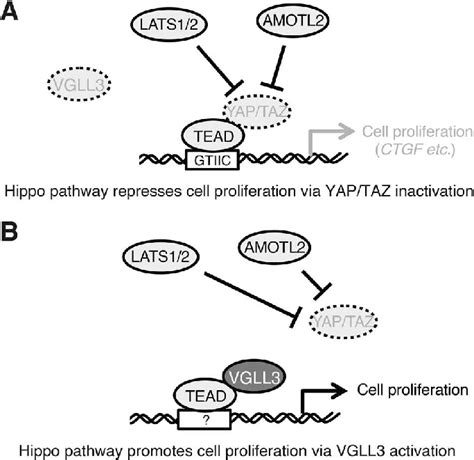 Model Of The Roles Of Hippo Pathway In VGLL3 Low Or High Cells A