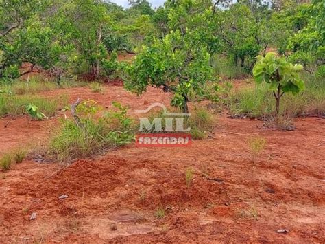 Mil Fazendas Fazenda Em Natividade To Alqueires Dupla Aptid O