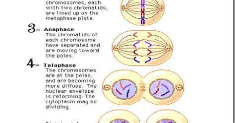 Animal Cell Mitosis Labeled