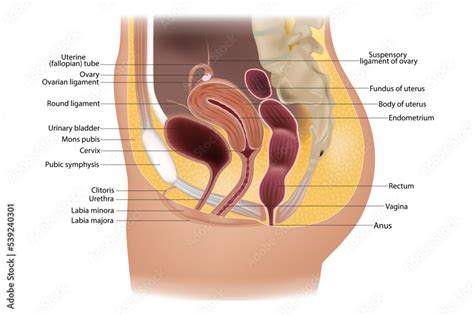 Female Reproductive System Or Urogenital System Anatomy Genitourinary