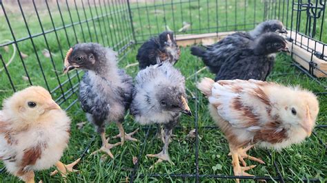 Golden Comet Chicken Breed The Ultimate Guide