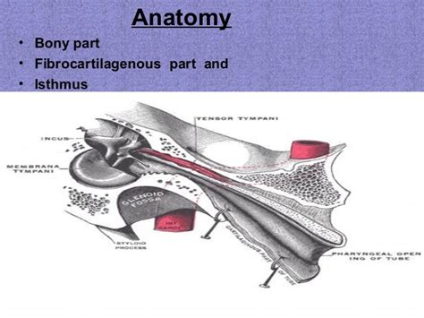 Eustachian Tube Final Pp Anatomyembryologyfunctionsdysfunctions Tr