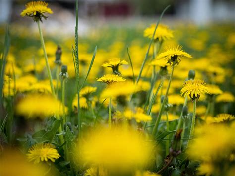 L Wenzahn Blumen Pflanzen Kostenloses Foto Auf Pixabay Pixabay