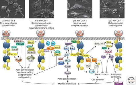 Csf 1 Receptor Signaling In Myeloid Cells