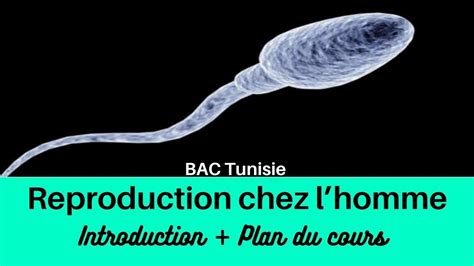 Reproduction Chez L Homme Introduction Plan Du Cours BAC DELTA