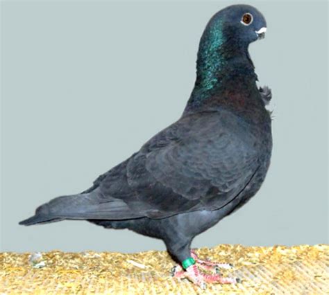 African Owl Pigeon Origin Characteristics Uses