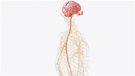 Premium Photo | Brain spinal cord and nerves