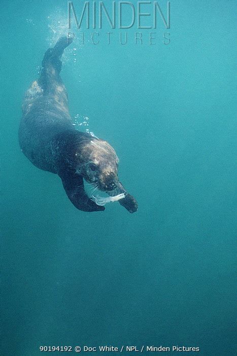 Sea Otter stock photo - Minden Pictures