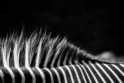 White and black zebra on grayscale photography photo – Free Animal ...