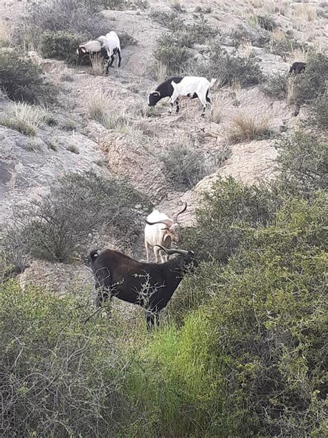 37 Años De Desamparo Cabras Salvajes Al Borde De La Muerte Por