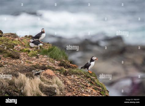 Puffins from Newfoundland Stock Photo - Alamy