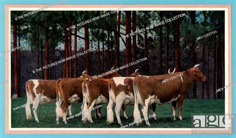 Guernsey Cows, Stock Photo, Picture And Rights Managed Image. Pic. MEV ...