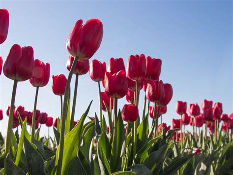 Download wallpaper: Red tulips 1600x1200