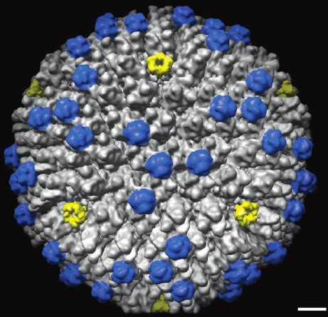 Cryo Em Image Of Ovine Atadenovirus At Resolution The Capsid