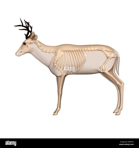 Deer Anatomy Charts