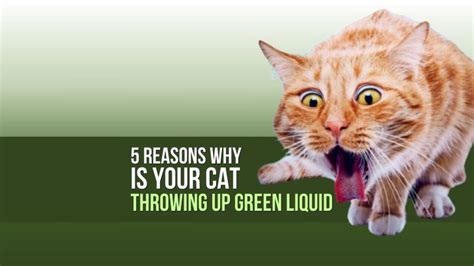 5 Reasons Why Is Your Cat Throwing Up Green Liquid