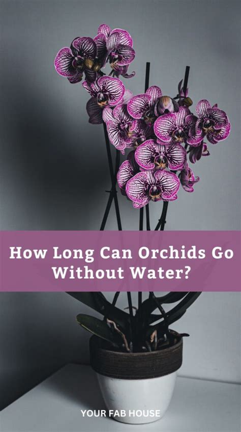 How Long Can Orchids Go Without Water Your Fab House