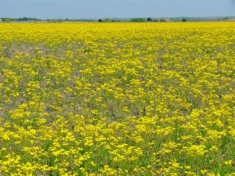 Field Of Western Yarrow Achillea Millefolium L Var Occid Flickr