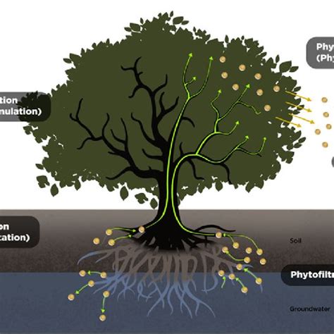 Schematic Representation Of Phytoremediation Processes Download Scientific Diagram