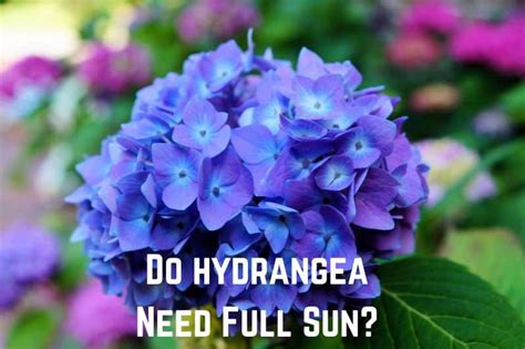 Do Hydrangea Need Full Sun or Shade? (Answered) - Conserve Energy Future