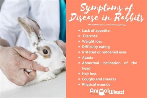 Symptoms Of A Sick Rabbit Signs Your Bunny Is Ill