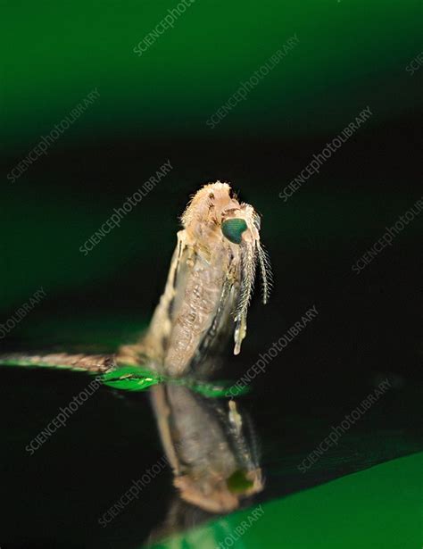 Anopheles mosquito emerging from pupa - Stock Image - C024/8534 ...