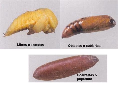 Larvas De Insectos Acuáticos