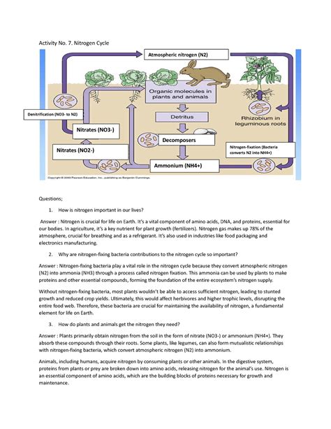 Nitrogen Cycle Activity No 7 Nitrogen Cycle Questions 1 How Is Nitrogen Important In Our